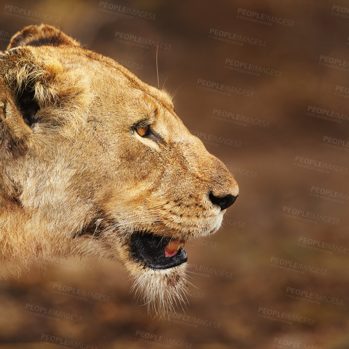 Buy stock photo Cropped shot of a lioness on the plains of Africa