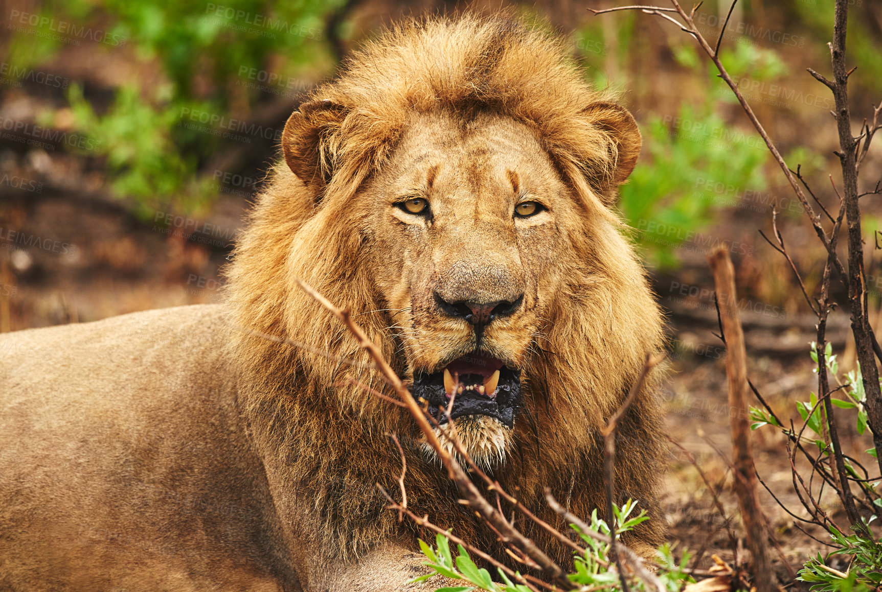 Buy stock photo Cropped shot of a lion on the plains of Africa