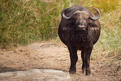 Buy stock photo Full length shot of a buffalo on the African plains