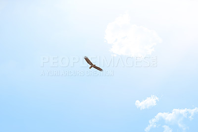 Buy stock photo Low angle shot of an eagle soaring high above the plains of Africa