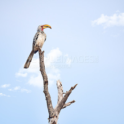 Buy stock photo Full length shot of a Southern Red-Billed Hornbill perched on a branch