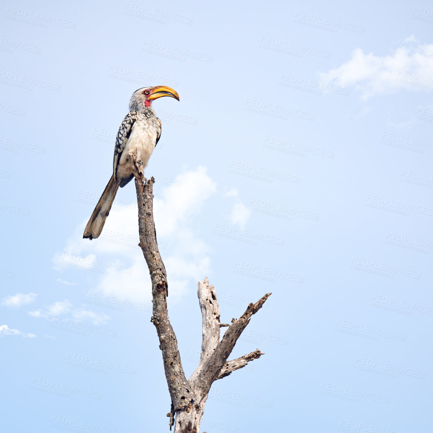 Buy stock photo Full length shot of a Southern Red-Billed Hornbill perched on a branch