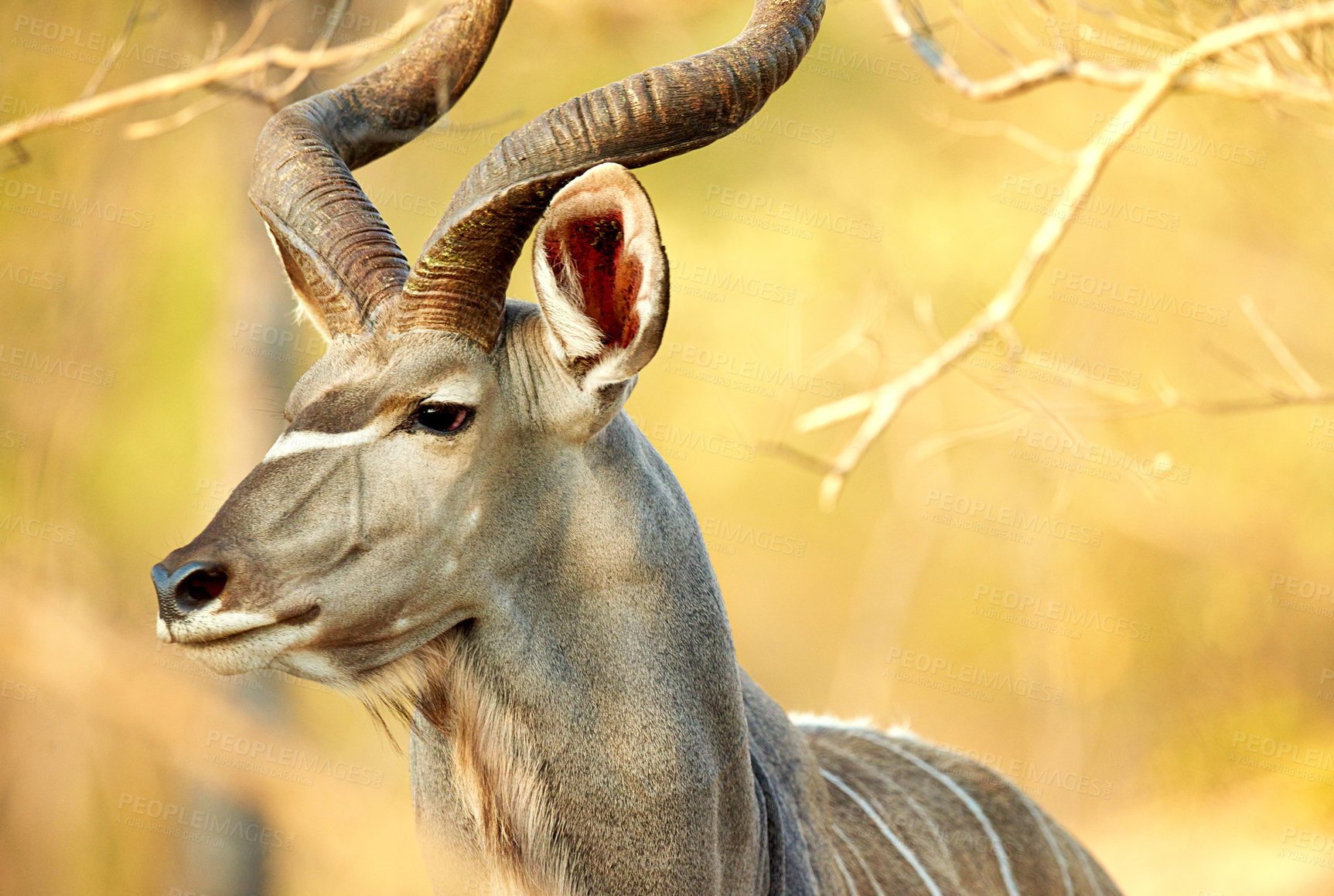 Buy stock photo Animal, African wildlife and kudu outdoor in savannah with plants, nature and antelope in game reserve. Safari, sun and Kenya with buck in protected area for sustainability of indigenous habitat