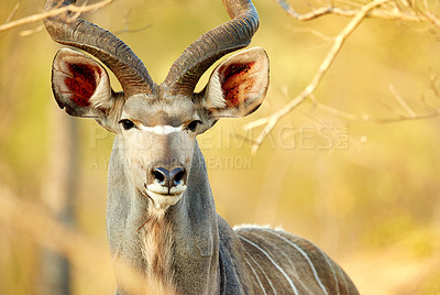 Buy stock photo Cropped shot of a male kudu on the plains of Africa