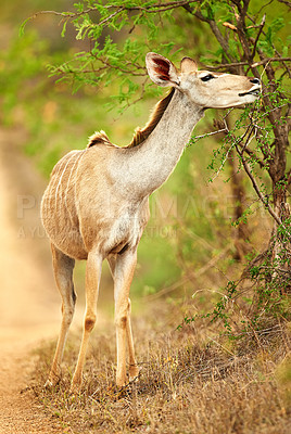 Buy stock photo Full length shot of a male Nyala on the plains of Africa