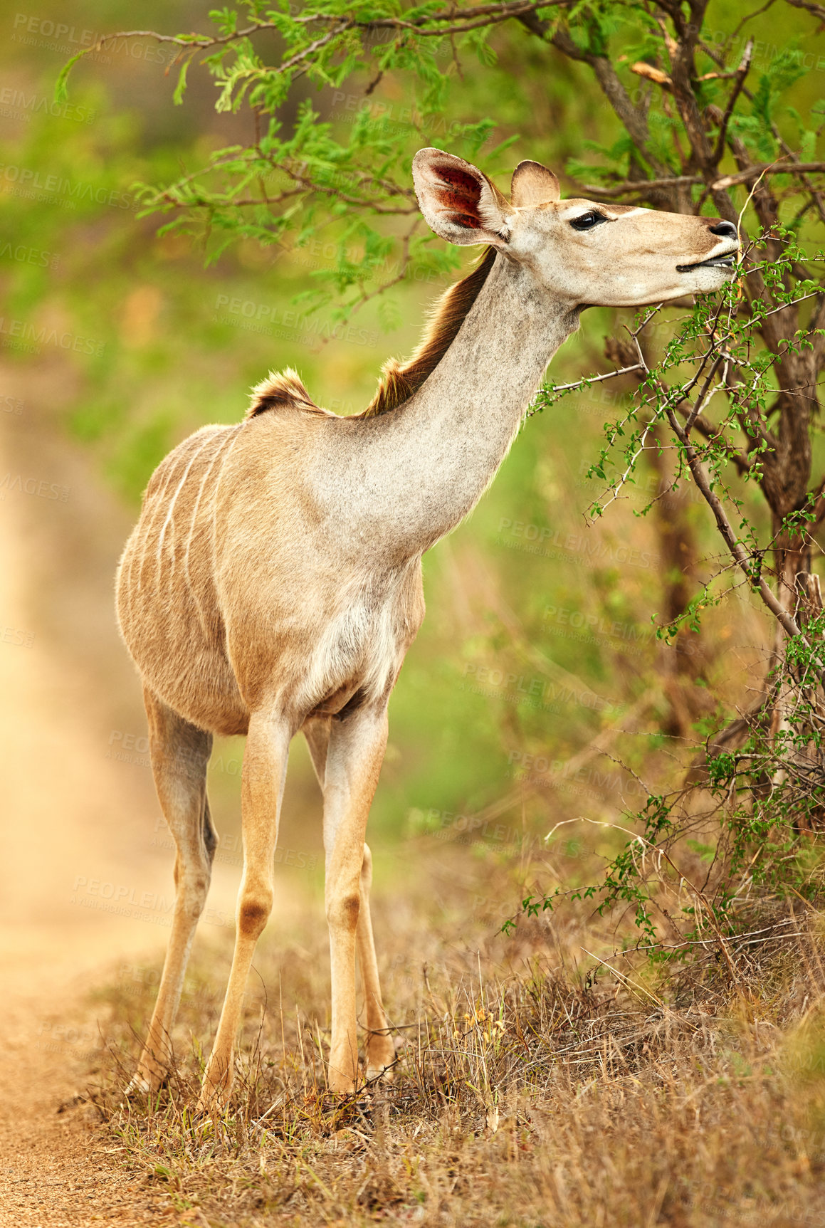 Buy stock photo Safari, animal and nyala eating in nature with conservation, outdoor travel park and biodiversity in trees. Wildlife, ecology and indigenous antelope grazing on leaves in bush on African game reserve