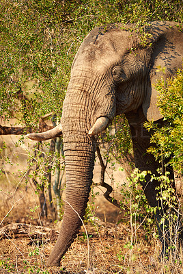 Buy stock photo Elephant, environment and animal in nature for conservation, sustainability and mammal with ivory tusk. Indigenous wildlife, ecosystem and tree outdoor for biodiversity, habitat and natural in Africa