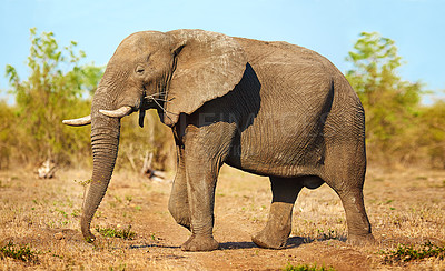 Buy stock photo Elephant, animal and nature with trees in safari of big herbivore or wildlife in natural habitat. Jungle, wilderness or mammoth species with trunk or tusks in woods or grass field at national reserve