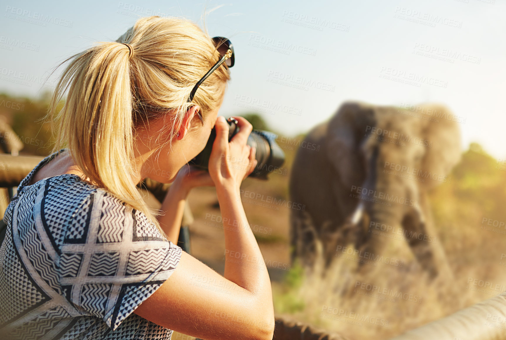 Buy stock photo Cropped shot of a female tourist taking photographs of elephants while on safari
