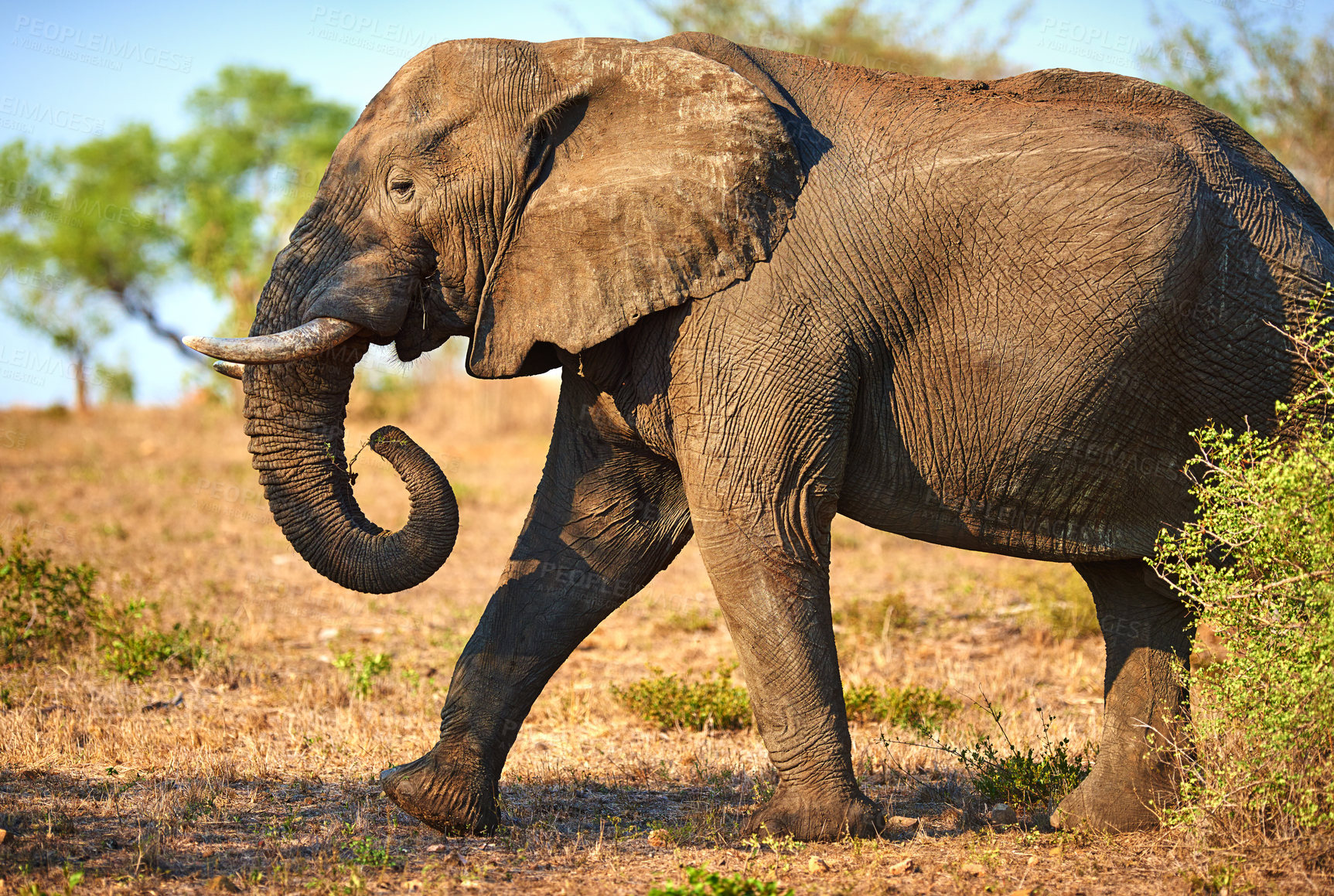 Buy stock photo Elephant, wildlife and nature with livestock in forest of big herbivore or animal in natural habitat. Jungle, wilderness or mammoth species with trunk or tusks in woods or grass field at safari