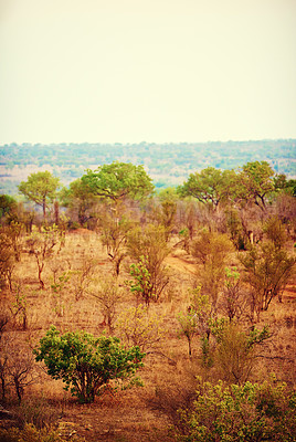Buy stock photo Shot of the African bush