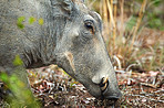 Looking for some mud to wallow in