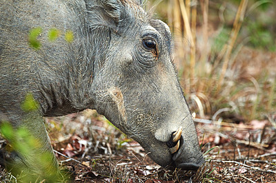 Buy stock photo Face, warthog or eating grass in nature for ecology, herbivore or sustainability in safari habitat. Wildlife, indigenous animal and fauna feeding on plants in environment for hunger and conservation