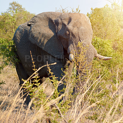 Buy stock photo Elephant, safari and wild animal in grass field in Kenya at wildlife, eco and adventure park outdoor. Nature, bush and game conservation area with African creature in remote terrain for protection