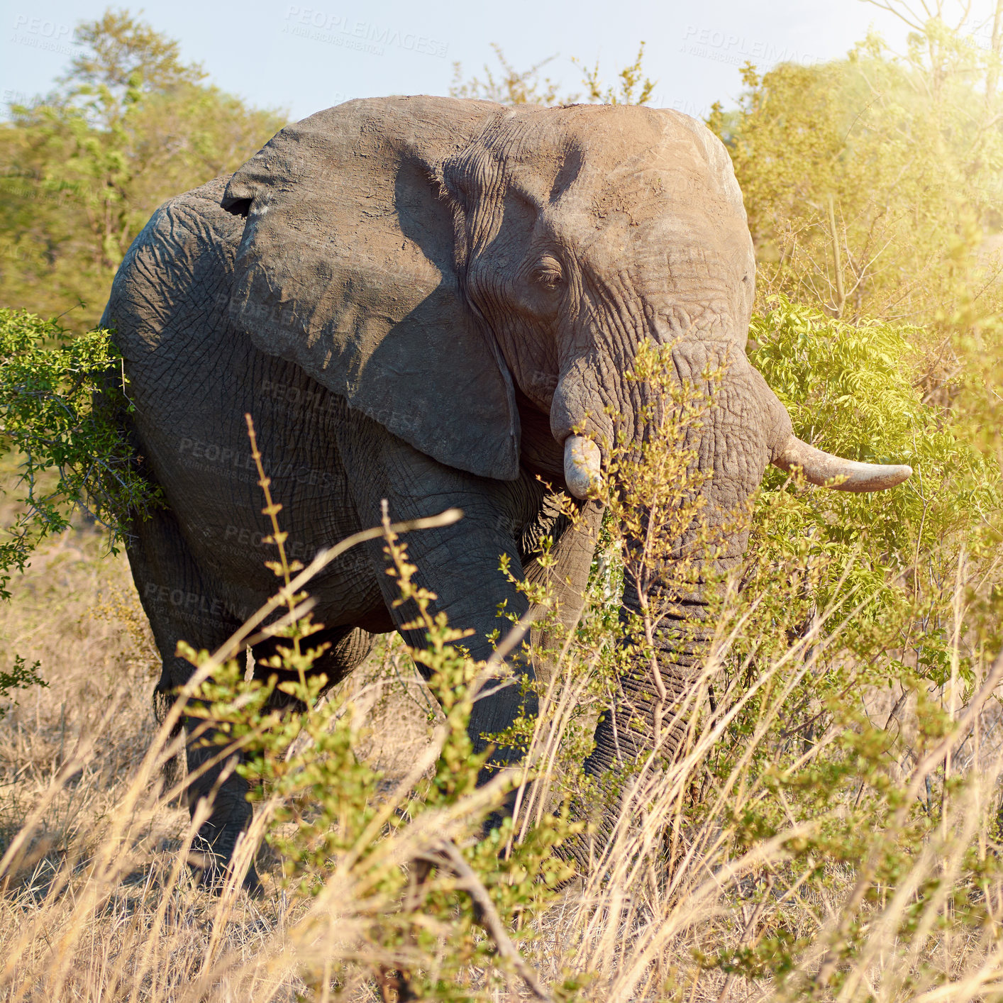 Buy stock photo Elephant, safari and wild animal in grass field in Kenya at wildlife, eco and adventure park outdoor. Nature, bush and game conservation area with African creature in remote terrain for protection