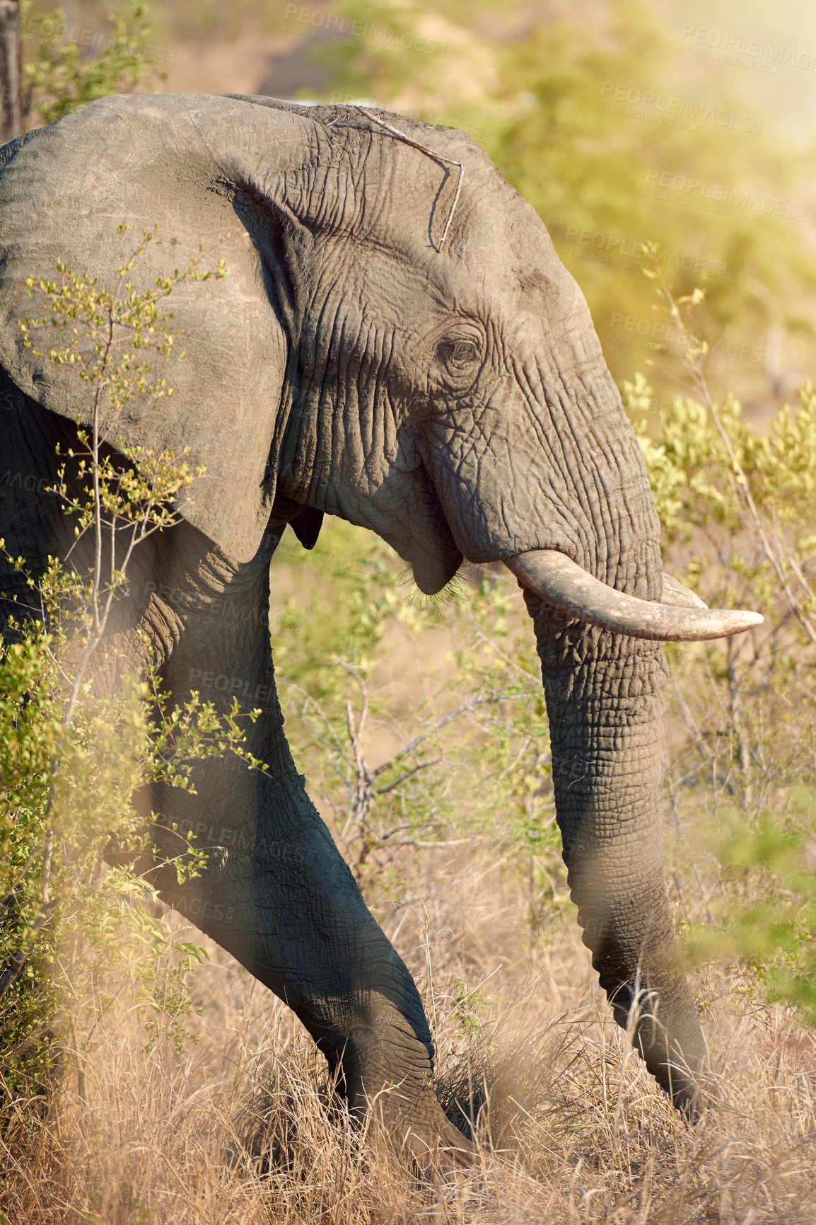 Buy stock photo Cropped shot of an elephant in the wild