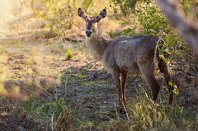 Buy stock photo Conservation, ecosystem and environment with buck in nature for animal protection or sustainability. Ecology, game and safari with deer outdoor in national park for natural of endangered species