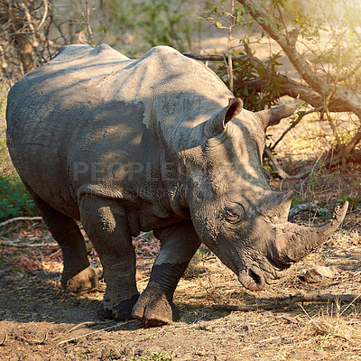 Buy stock photo Full length shot of a rhinoceros in the wild