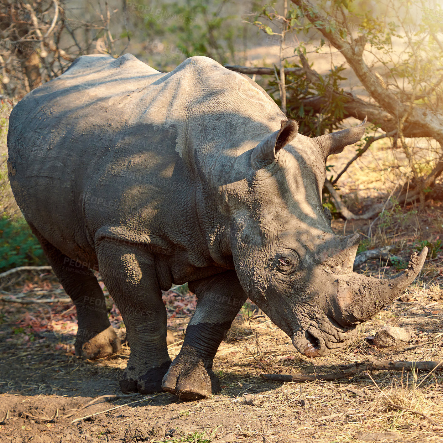 Buy stock photo Full length shot of a rhinoceros in the wild