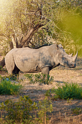 Buy stock photo Rhino, conservation and protected in nature with ecosystem, poaching prevention and safe environment. Endangered species, survival and animal in territory for awareness in wildlife reserve in Africa