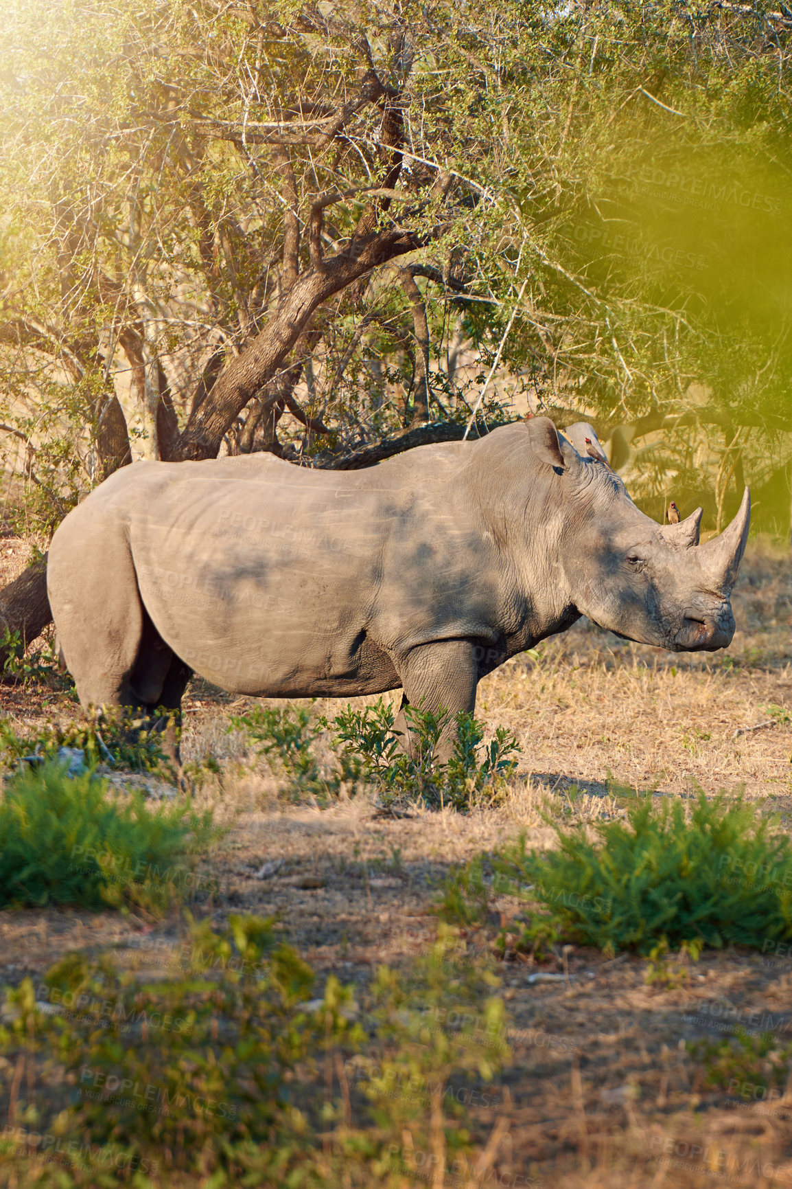 Buy stock photo Rhino, conservation and protected in nature with ecosystem, poaching prevention and safe environment. Endangered species, survival and animal in territory for awareness in wildlife reserve in Africa