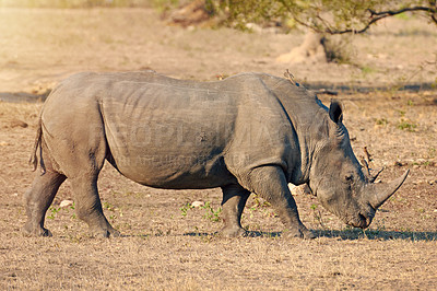 Buy stock photo Rhino, ecosystem or protected in nature for safety, poaching prevention or indigenous location. Endangered species, conservation or animal in safari for risk awareness in wildlife reserve in Africa