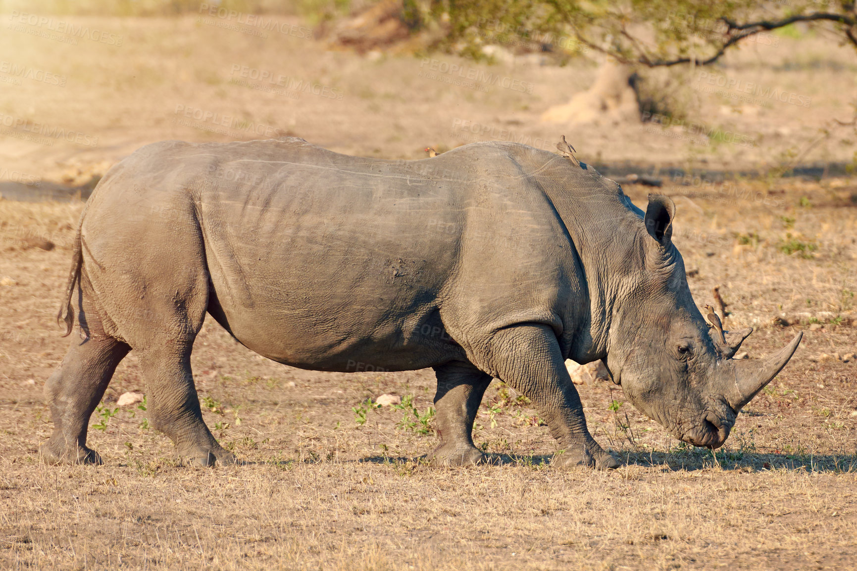 Buy stock photo Rhino, ecosystem or protected in nature for safety, poaching prevention or indigenous location. Endangered species, conservation or animal in safari for risk awareness in wildlife reserve in Africa