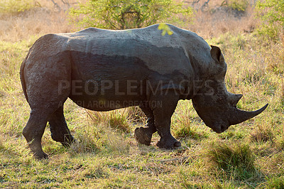 Buy stock photo Rhino, conservation and protected in safari for safety, poaching prevention or bush environment. Endangered species, ecosystem or animal in nature for risk awareness in wildlife reserve in Africa 