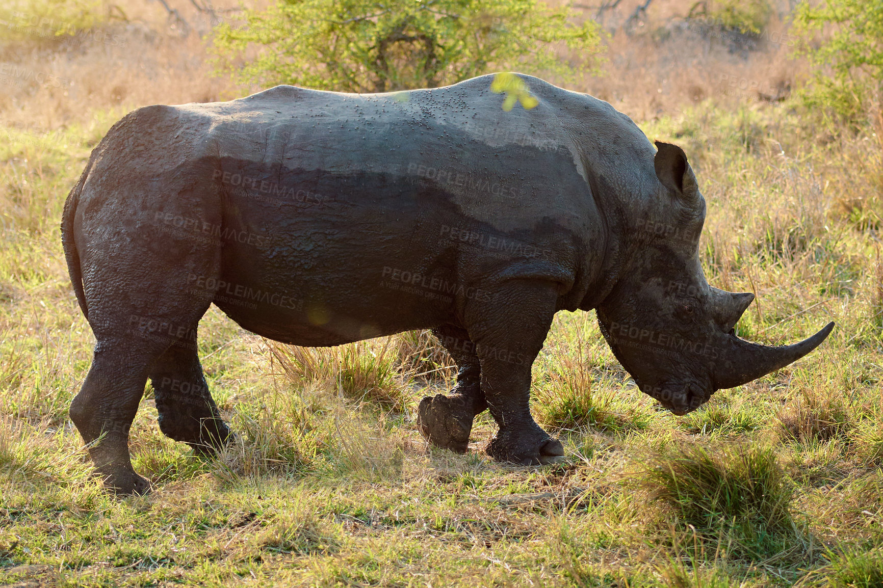 Buy stock photo Rhino, conservation and protected in safari for safety, poaching prevention or bush environment. Endangered species, ecosystem or animal in nature for risk awareness in wildlife reserve in Africa 