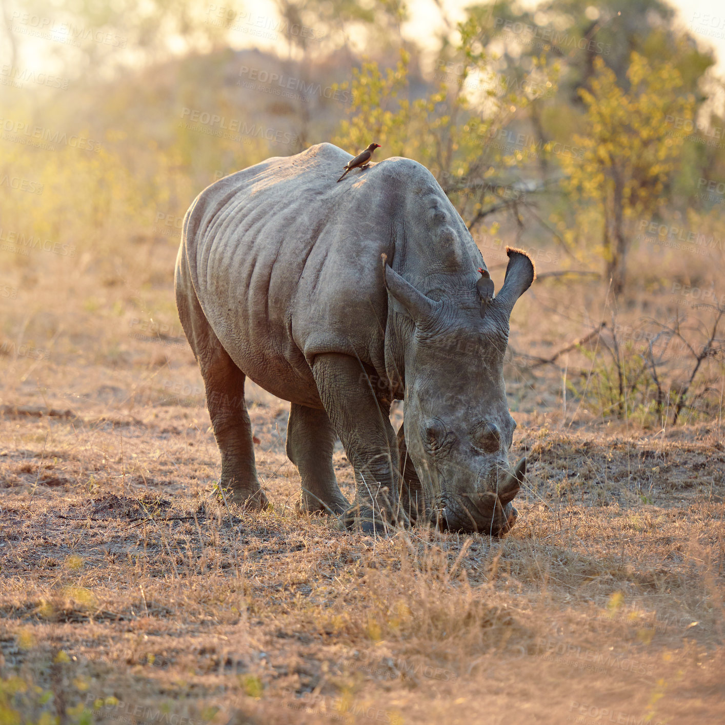 Buy stock photo Rhino, outdoor and jungle for animal, eating and calm in summer, survival and location of habitat. Nature, strong and grass for wildlife, conservation and protected in national park of Botswana