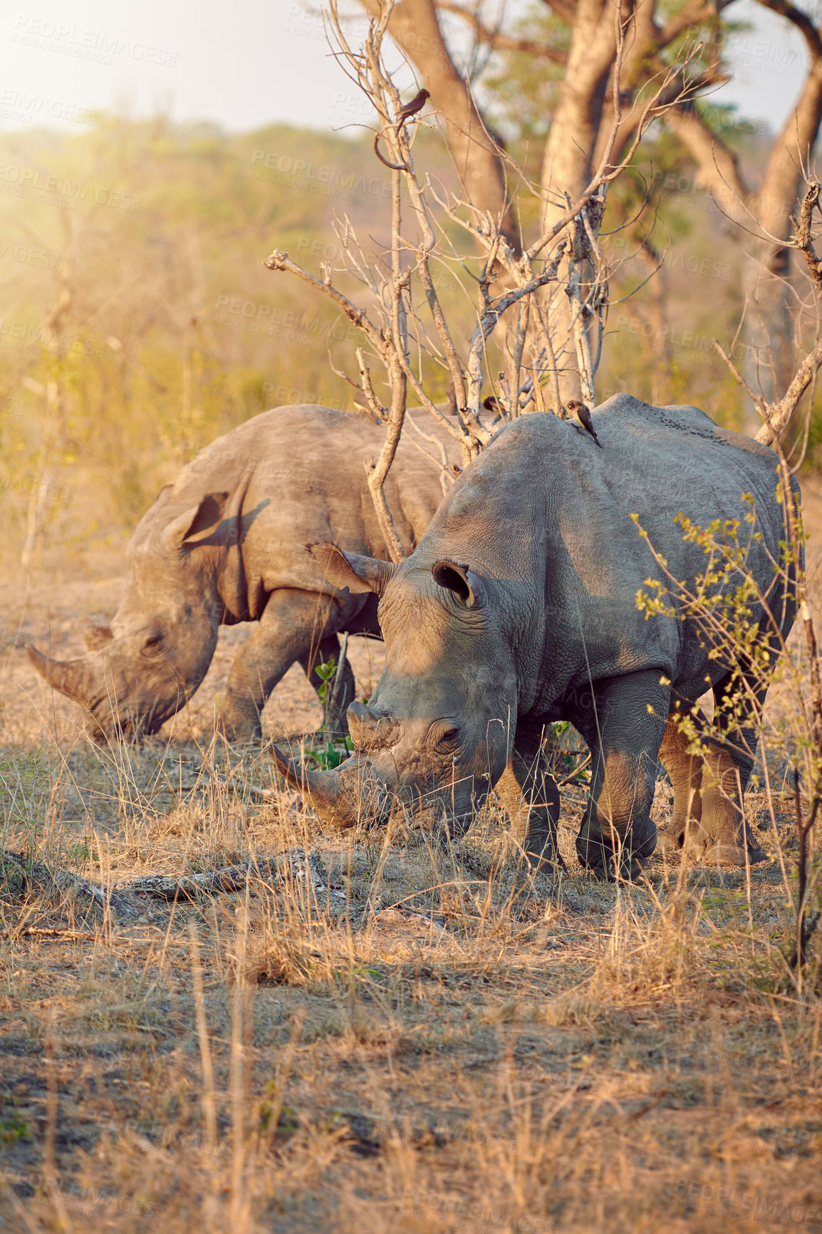 Buy stock photo Wildlife, group and rhino in nature habitat for survival, eating grass and species for conservation. Safari, solitary animals and herbivore in countryside, indigenous horn and target for poaching