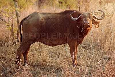 Buy stock photo Wildlife, portrait and buffalo in nature habitat for eating grass, adaptability and safari for species conservation. Outdoor, big five and animal in countryside, sharp horns and target for hunting