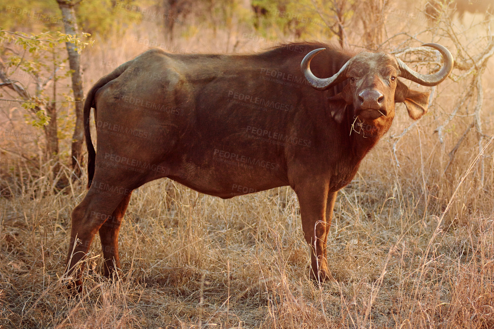 Buy stock photo Wildlife, portrait and buffalo in nature habitat for eating grass, adaptability and safari for species conservation. Outdoor, big five and animal in countryside, sharp horns and target for hunting