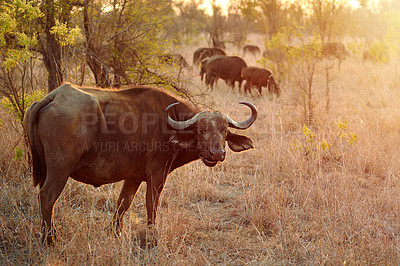 Buy stock photo Safari, portrait and buffalo in nature habitat for eating grass,  adaptability and wildlife for species conservation. Outdoor, big five and animal in countryside, sharp horns and target for hunting