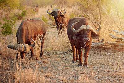 Buy stock photo Herd, buffalo and portrait in nature, eating and freedom in national park, survival and calm in summer. Outdoor, animal and protected in reserve, conservation or indigenous of Botswana with fresh air