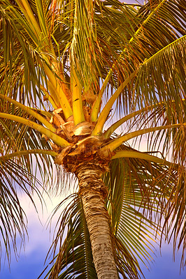 Buy stock photo Below view of a palm tree branches and leaves outside at sunset during summer vacation and holiday abroad and overseas. Low angle view of coconut plant growing in tropical environment in the evening