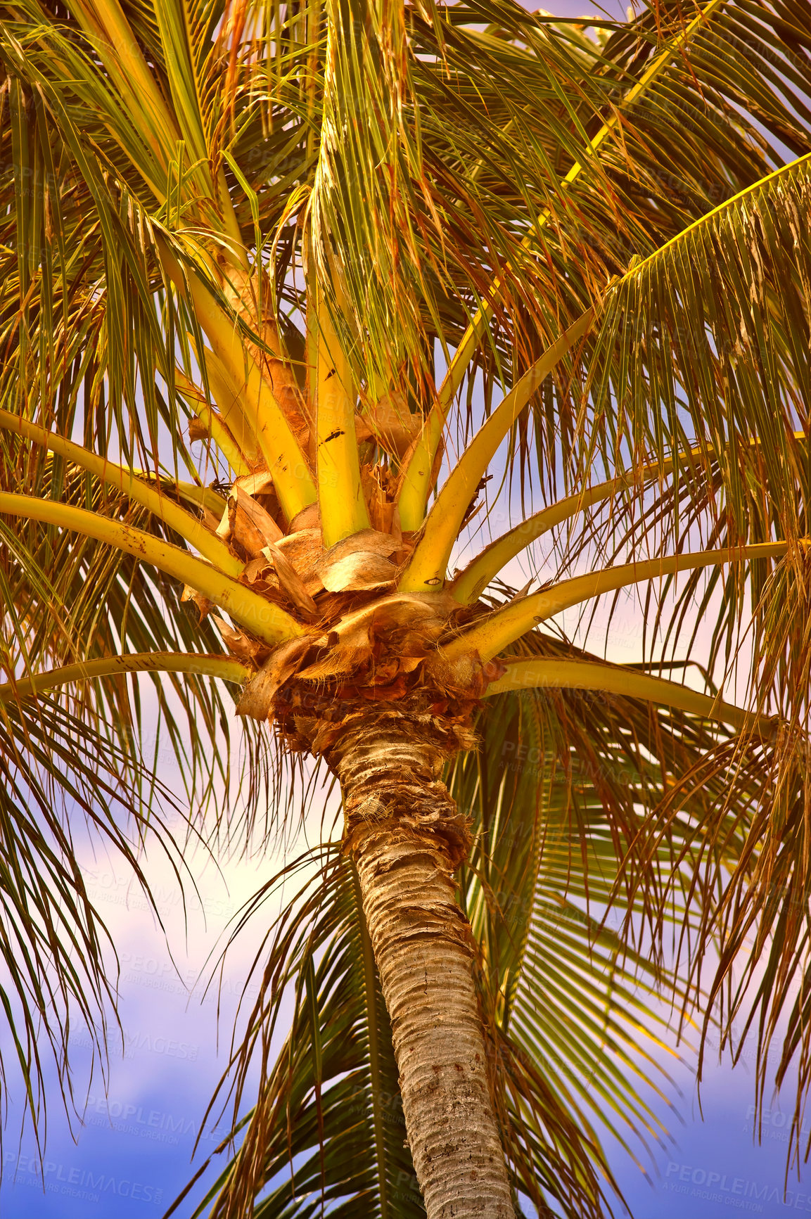 Buy stock photo Below view of a palm tree branches and leaves outside at sunset during summer vacation and holiday abroad and overseas. Low angle view of coconut plant growing in tropical environment in the evening