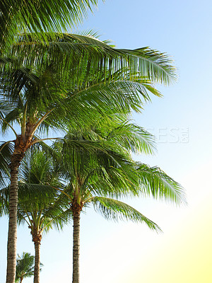 Buy stock photo Environment, summer and travel with palm tree in nature for tropical, paradise and sustainability. Landscape, ecology and peace with plant and leaves on island for vacation, jungle and growth