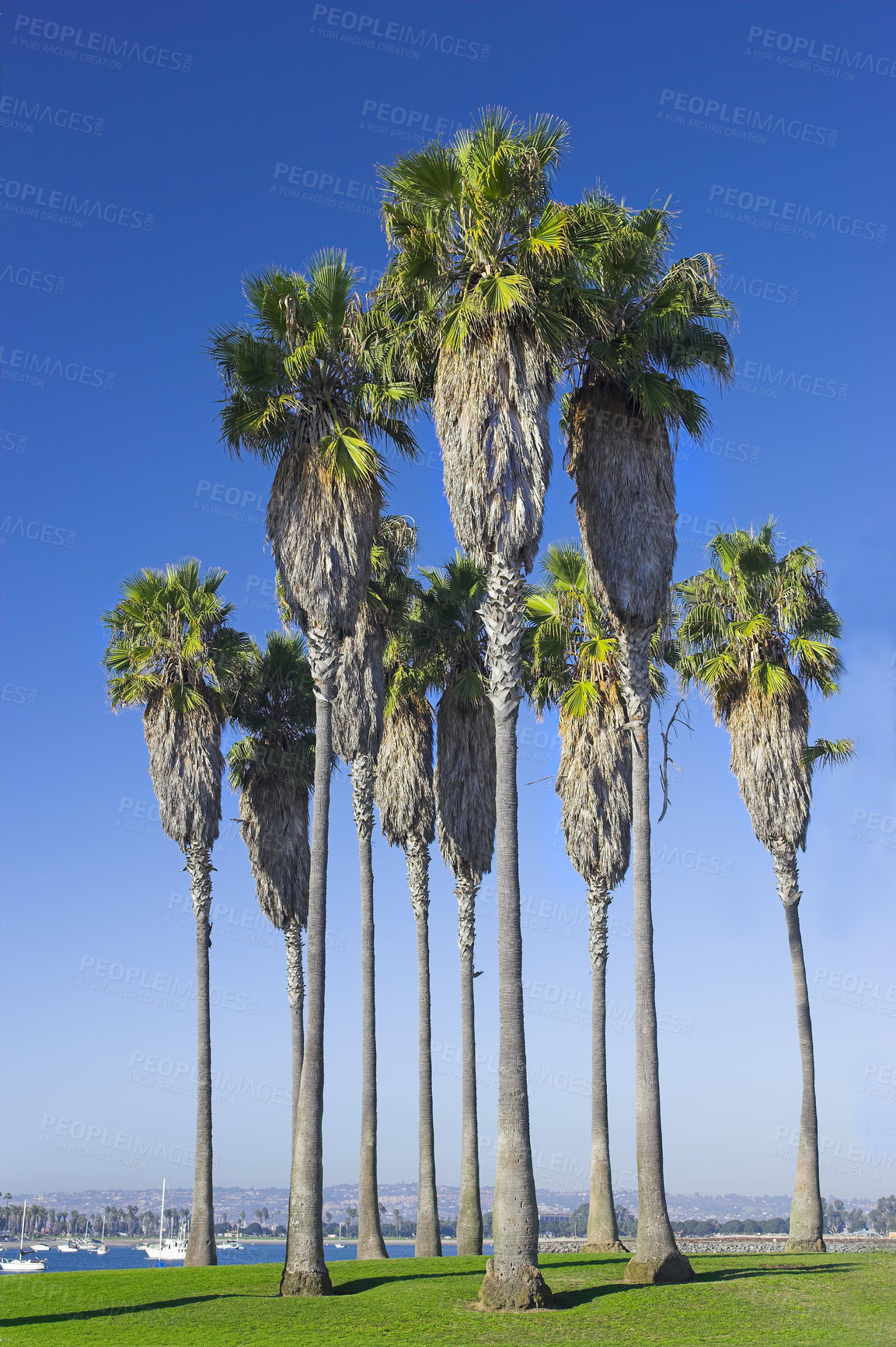 Buy stock photo Environment, tropical and vacation with palm tree in nature for paradise, travel and sustainability. Landscape, ecology and peace with plant and leaves on island for summer, jungle and growth