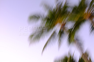 Buy stock photo Environment, blur and travel with palm tree in nature for tropical, summer and sustainability. Landscape, ecology and peace with plant and leaves on island for vacation, jungle ecosystem and growth