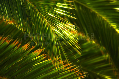 Buy stock photo Environment, closeup and travel with palm tree in nature for tropical, summer and sustainability. Landscape, ecology and peace with plant and leaves on island for vacation, jungle ecosystem or growth