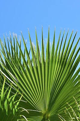 Buy stock photo Ecology, leaves and environment with palm tree in nature for summer, travel and sustainability. Landscape, tropical and peace with plant and closeup on island for vacation, jungle ecosystem or growth