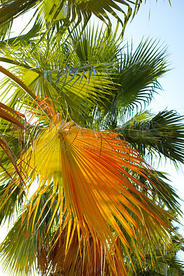 Buy stock photo Paradise, leaves and environment with palm tree in nature for summer, travel and sustainability. Landscape, ecology and peace with plant and closeup on island for vacation, jungle ecosystem or growth