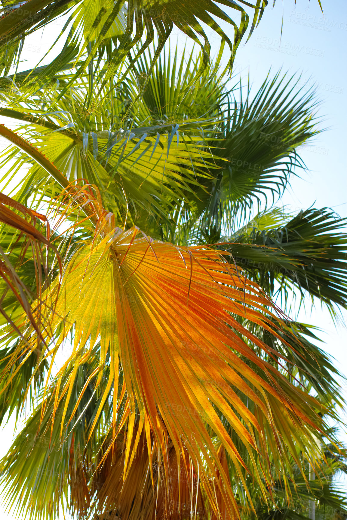 Buy stock photo Paradise, leaves and environment with palm tree in nature for summer, travel and sustainability. Landscape, ecology and peace with plant and closeup on island for vacation, jungle ecosystem or growth