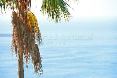 Buy stock photo A palm tree with copyspace of a blue ocean and sky in summer. One coconut plant growing in a tropical holiday resort or exotic travel destination. Peaceful beach holiday on sunny island environment