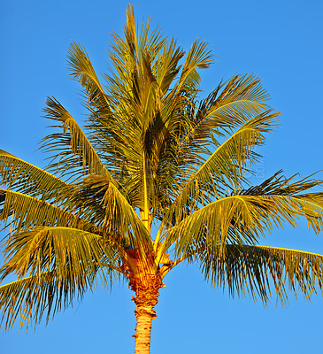 Buy stock photo Tree - universal plant in all types and forms