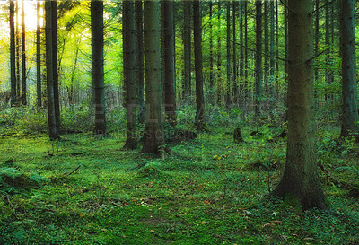 Buy stock photo Forest, trees and landscape with environment in nature with overgrown plants, greenery or foliage in ecosystem. Woods, leaves and fern growth with natural background for adventure, scenery and hiking