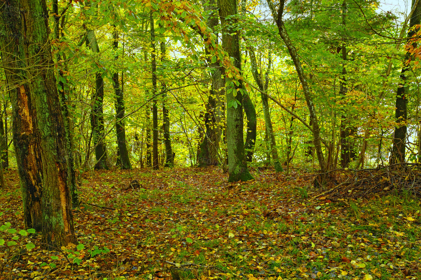 Buy stock photo Woods, trees and environment landscape in nature with overgrown plants, greenery and foliage in ecosystem. Forest, leaves and growth with woodland background for sustainability, scenery and trekking