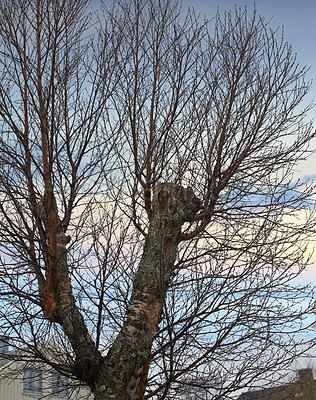 Buy stock photo Tree, sky and branch growing in a forest against a sky background with harmony, peace and zen in nature and nobody. Trees, branches and tall trunk in a neighborhood, quiet and beautiful with mockup