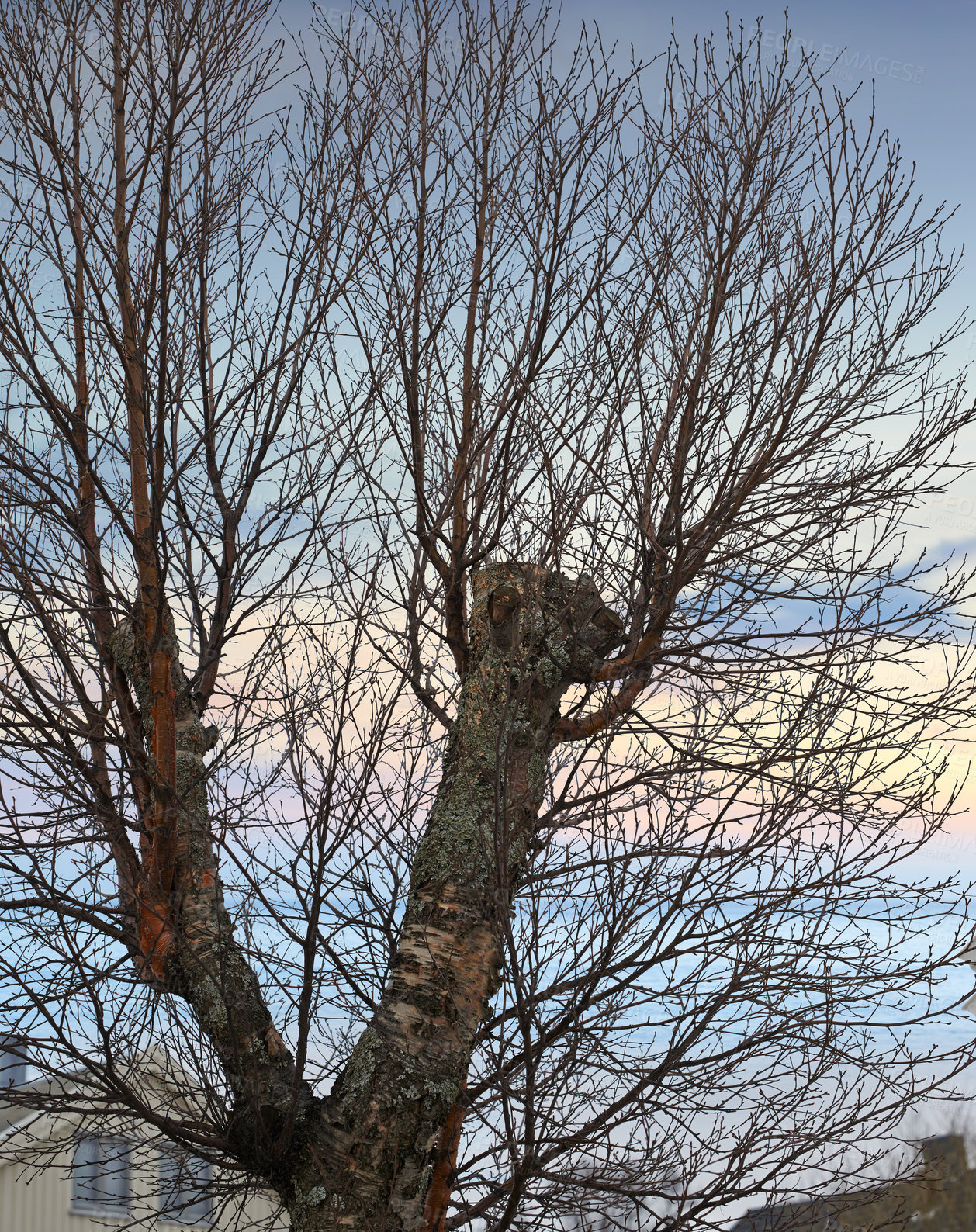 Buy stock photo Tree, sky and branch growing in a forest against a sky background with harmony, peace and zen in nature and nobody. Trees, branches and tall trunk in a neighborhood, quiet and beautiful with mockup